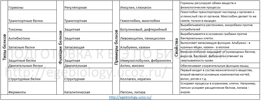 БЕЛОК, функции белков, примеры белков, белки, антибиотики